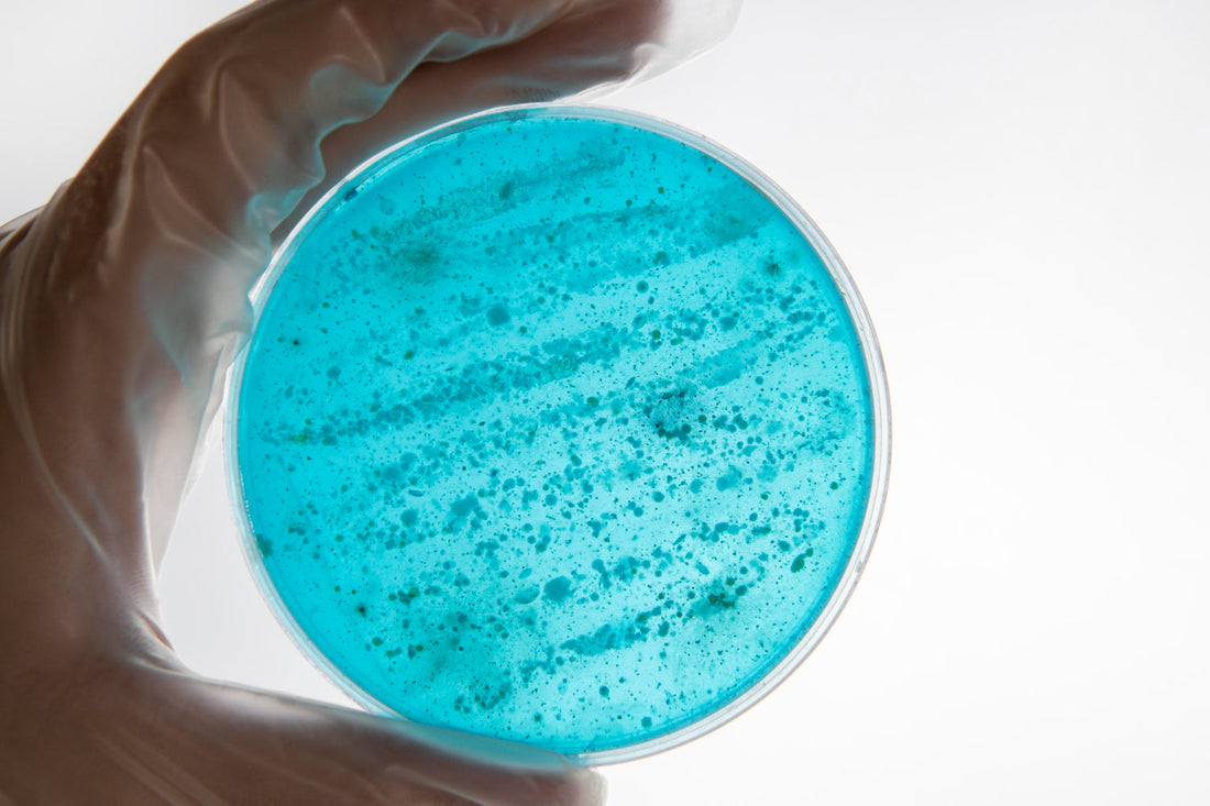 Placas de Petri Desechables: Cultivando Seguridad y Eficiencia en el Laboratorio