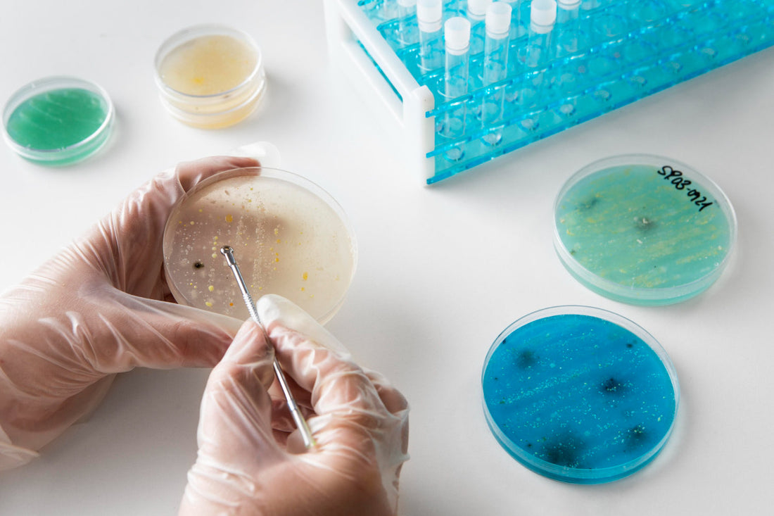 Asas y Agujas Bacteriológicas: Herramientas de Precisión en la Siembra Microbiana