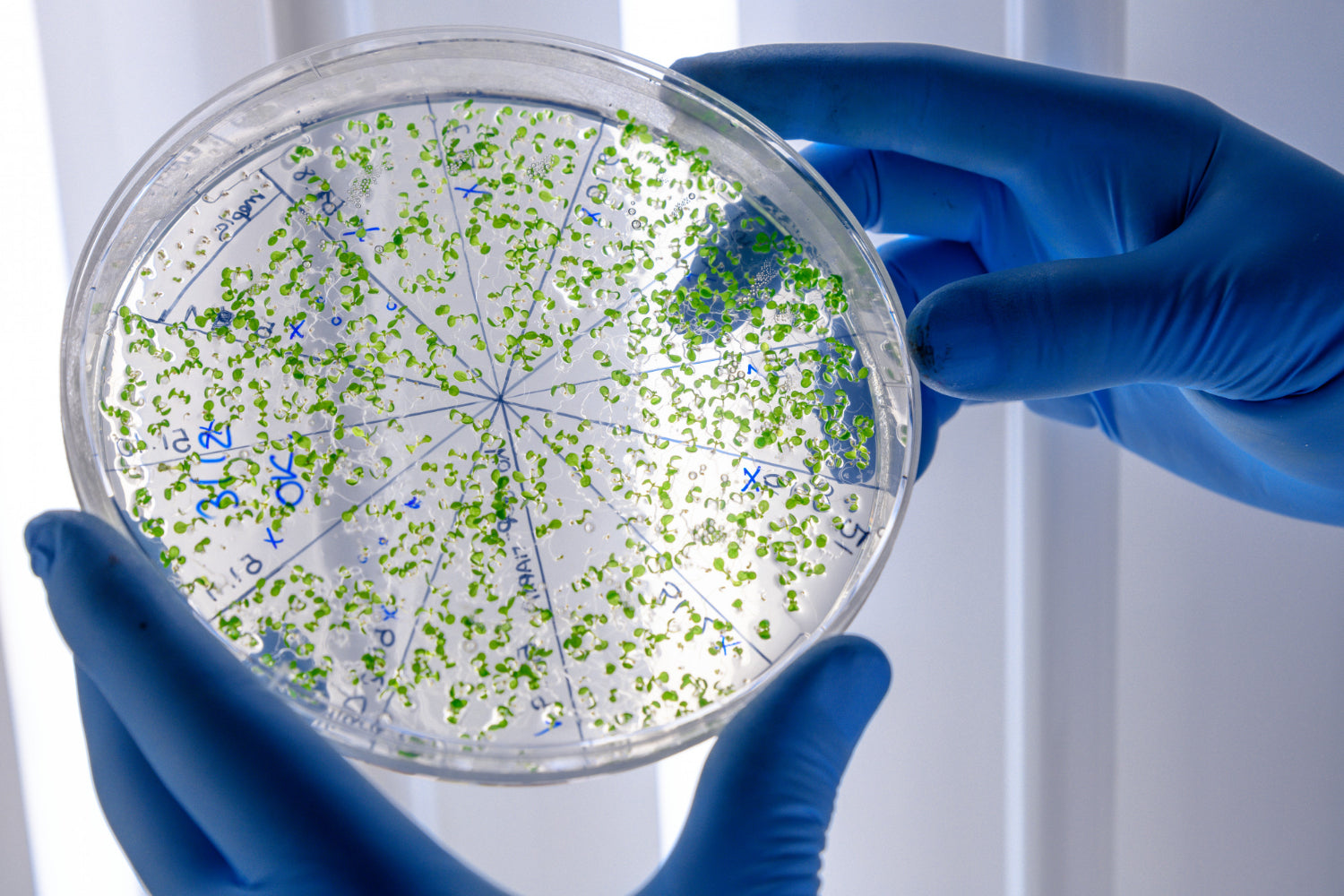El Agar: El Pilar Gelificante que Desvela el Mundo Microbiano