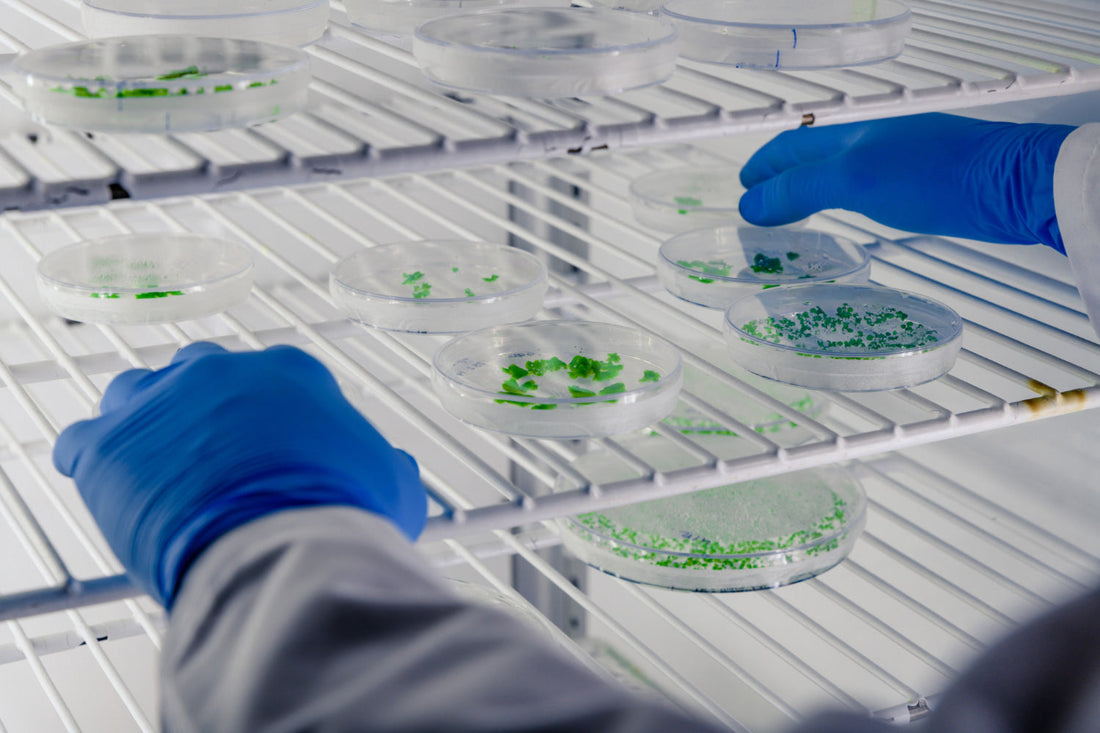 Incubadora de laboratorio: tipos, capacidades y usos clave - Mercalab