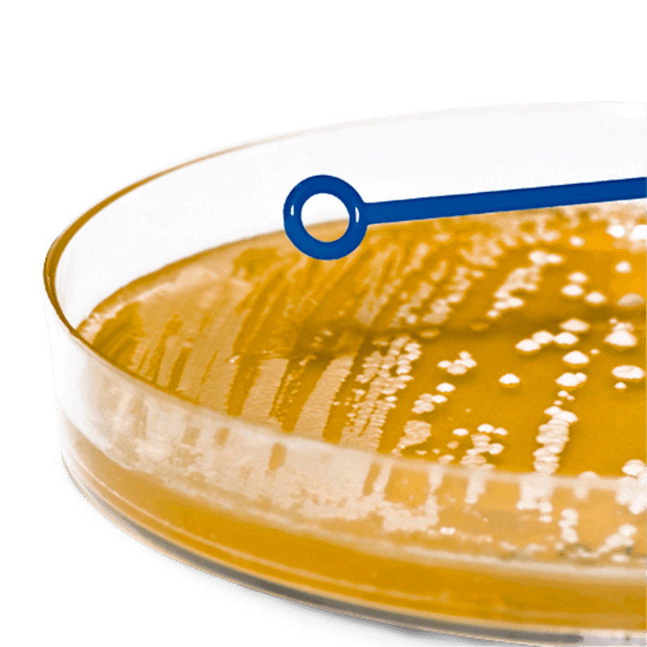 ASAS BACTERIOLÓGICAS DESECHABLES HEATHROW SCIENTIFIC 81121 ESTÉRILES Y DE POLIPROPILENO CON AGUJA - Mercalab